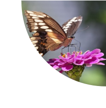 Rolands Bird & Butterfly Garden